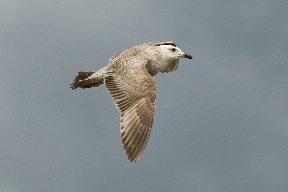 Slaty-backed Gull - ML644455370
