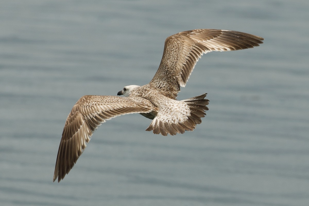 Slaty-backed Gull - ML644455371