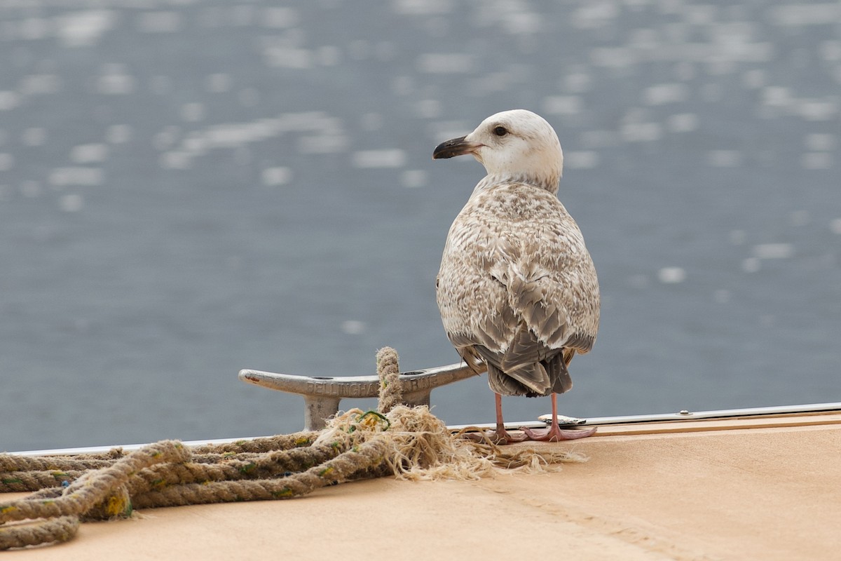 Slaty-backed Gull - ML644455372