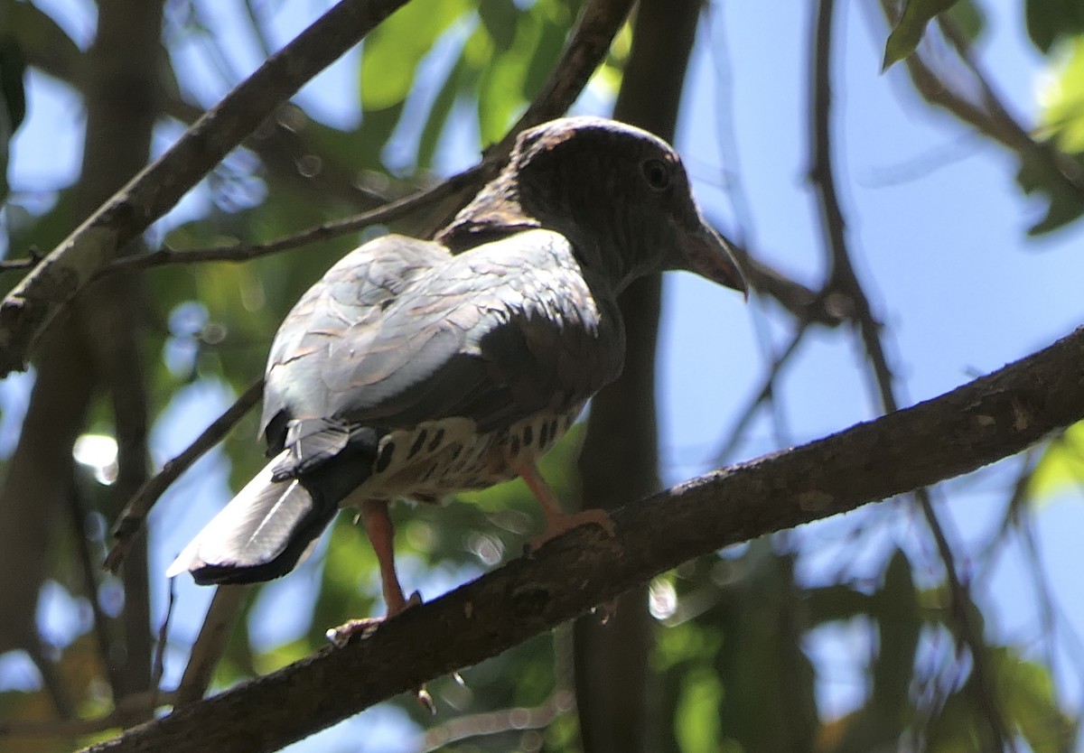 Cuckoo-roller - ML644455377