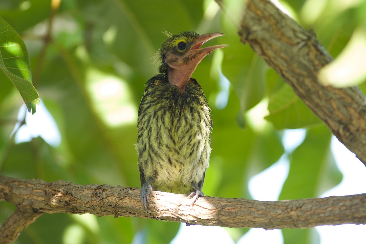 fíkovec australasijský - ML644455383