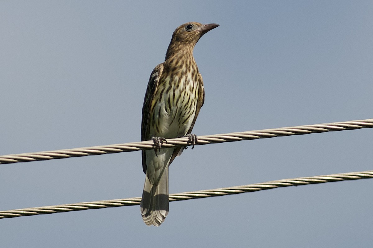 fíkovec australasijský - ML644455384