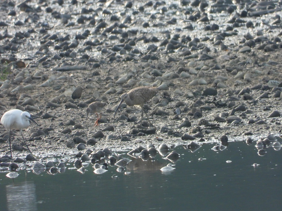 Eurasian Curlew - ML644455385