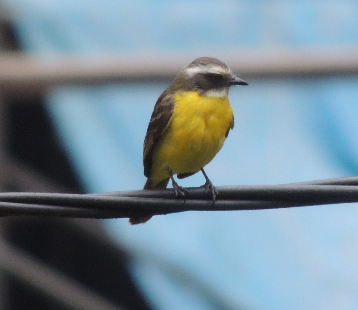 Golden-crowned Flycatcher - ML644455386