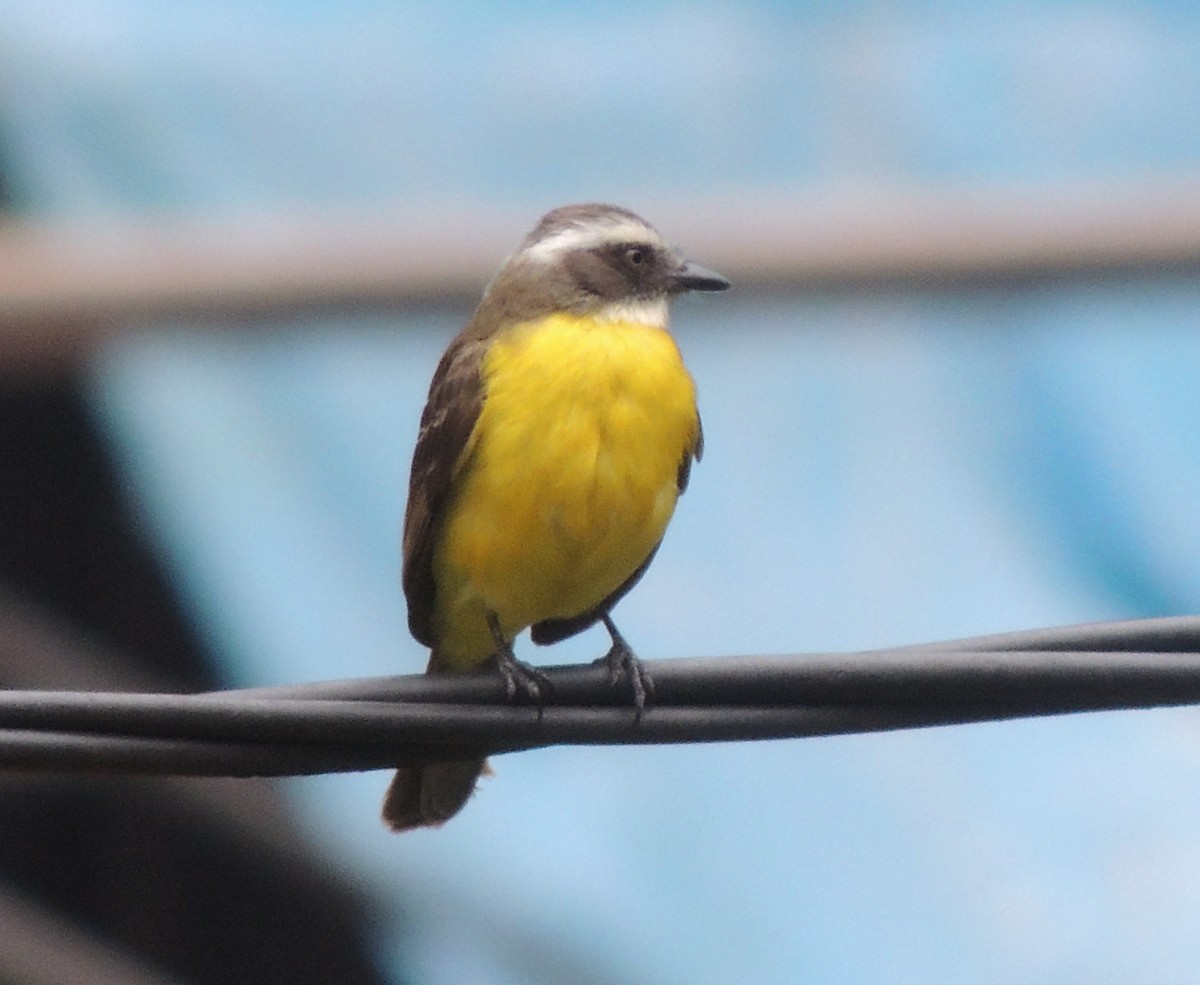 Golden-crowned Flycatcher - ML644455387