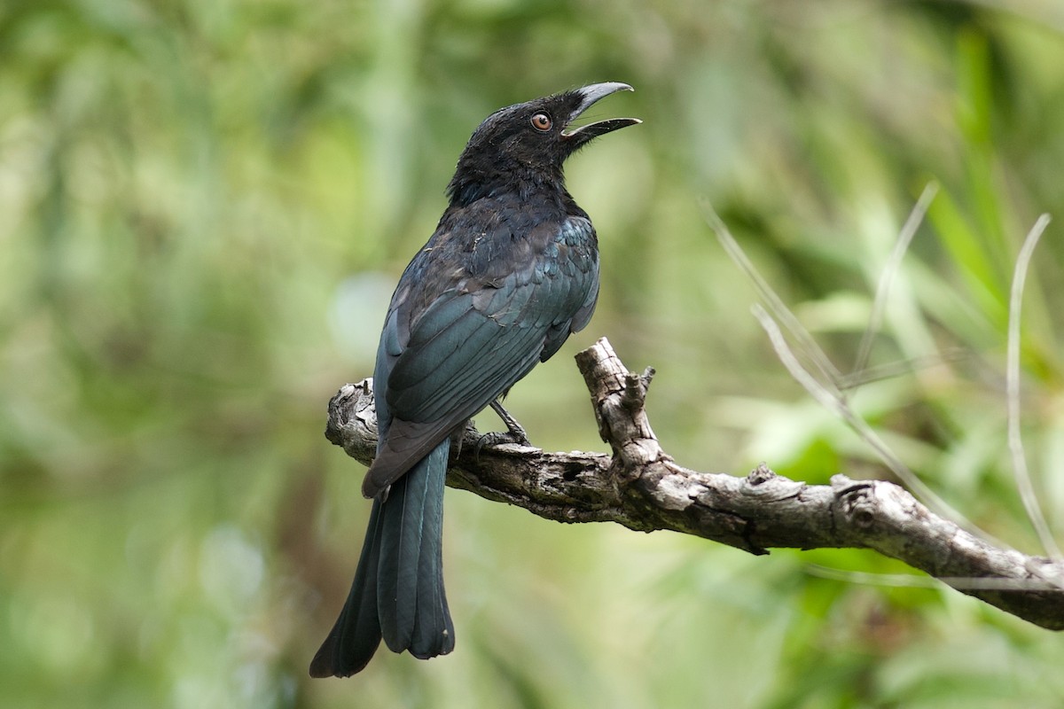 drongo vločkoprsý - ML644455389