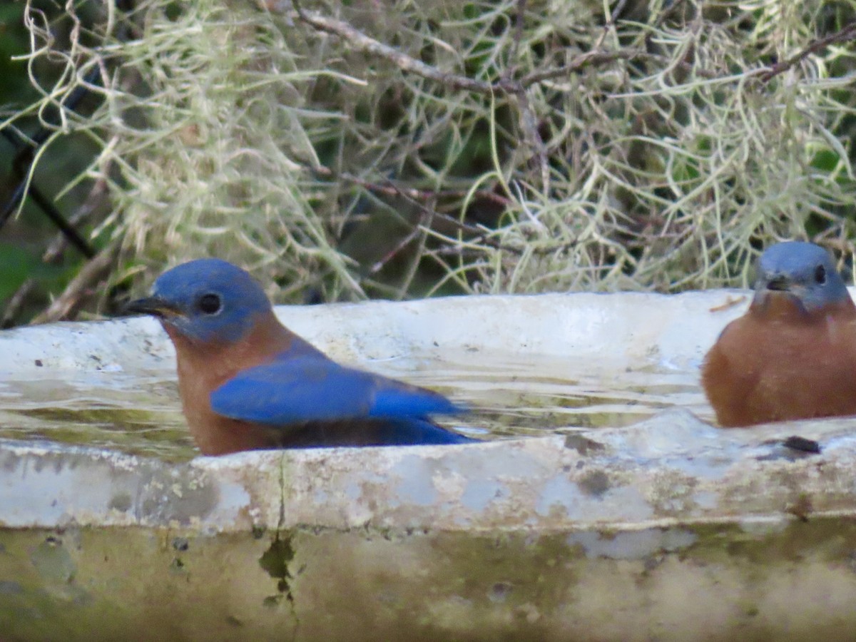 Eastern Bluebird - ML644455391
