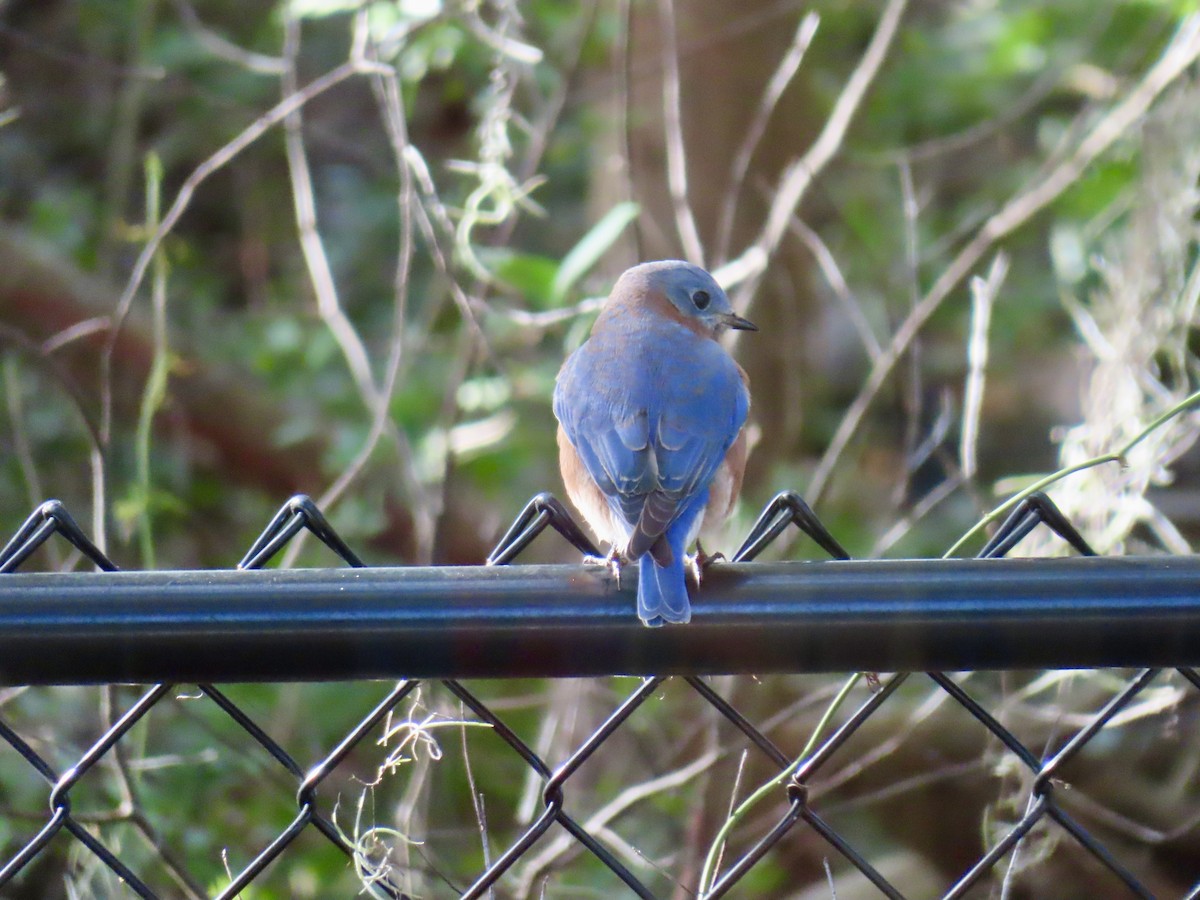 Eastern Bluebird - ML644455392