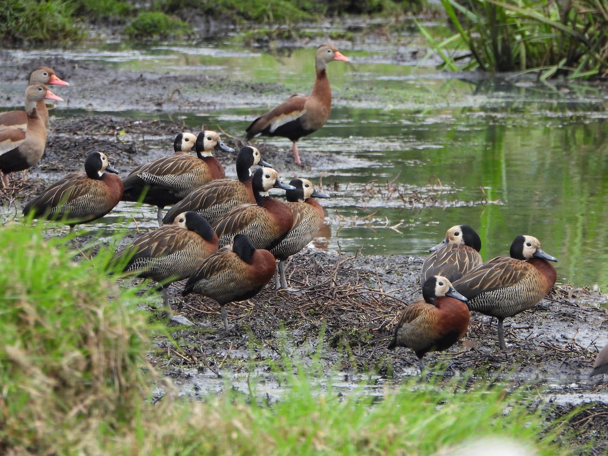 White-faced Whistling-Duck - ML644455400
