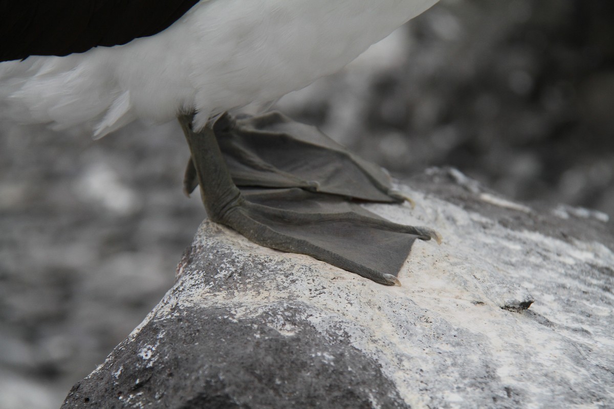 Nazca Booby - ML644455401