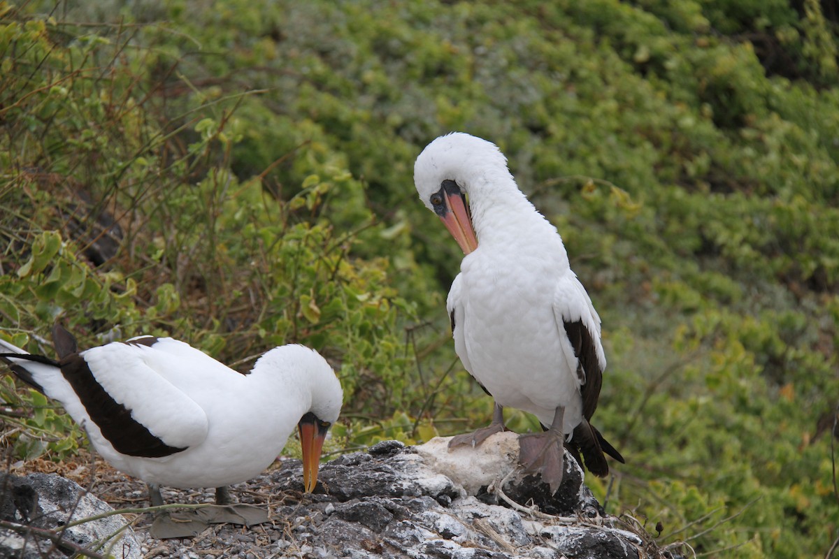 Nazca Booby - ML644455405