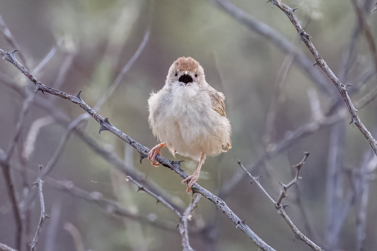 Rattling Cisticola - ML644455410
