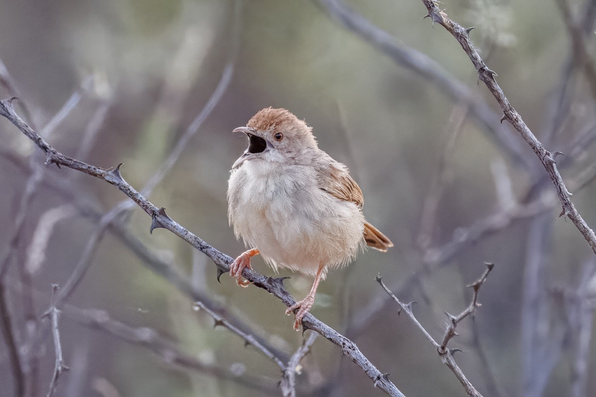 Rattling Cisticola - ML644455411