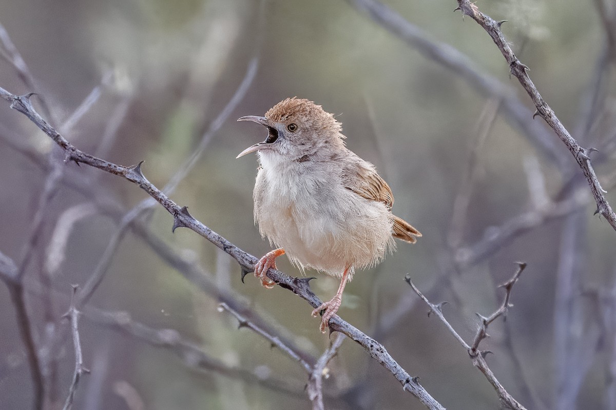 Rattling Cisticola - ML644455412