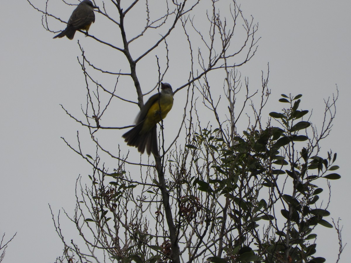 Tropical Kingbird - ML644455415