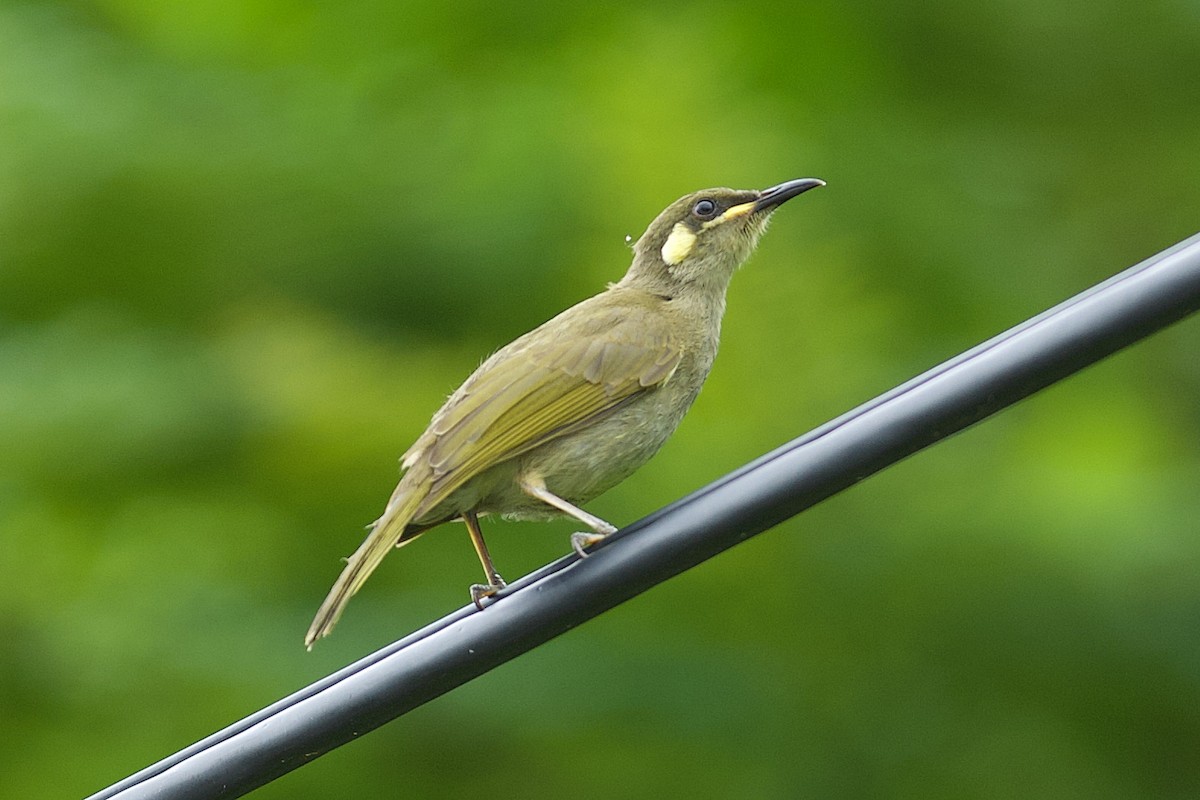 Graceful Honeyeater - ML644455416