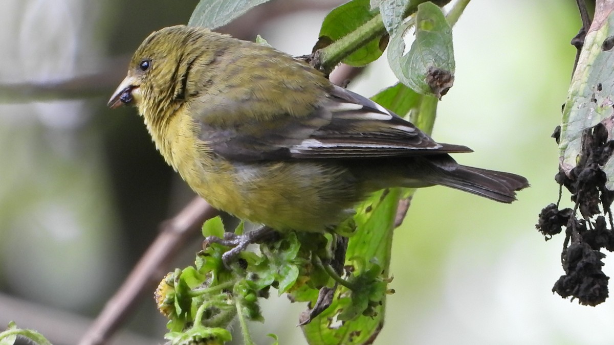 Andean Siskin - ML644455417