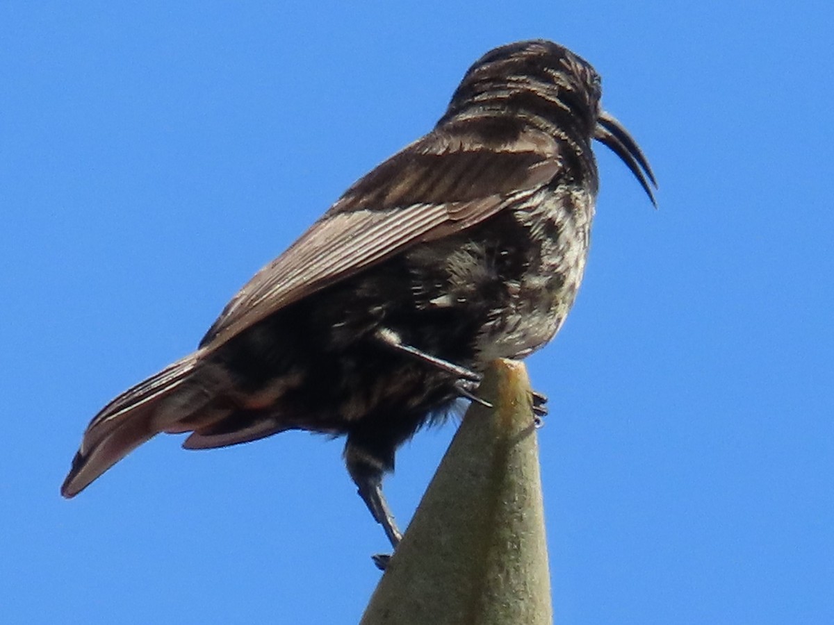 Amethyst Sunbird - ML644455419