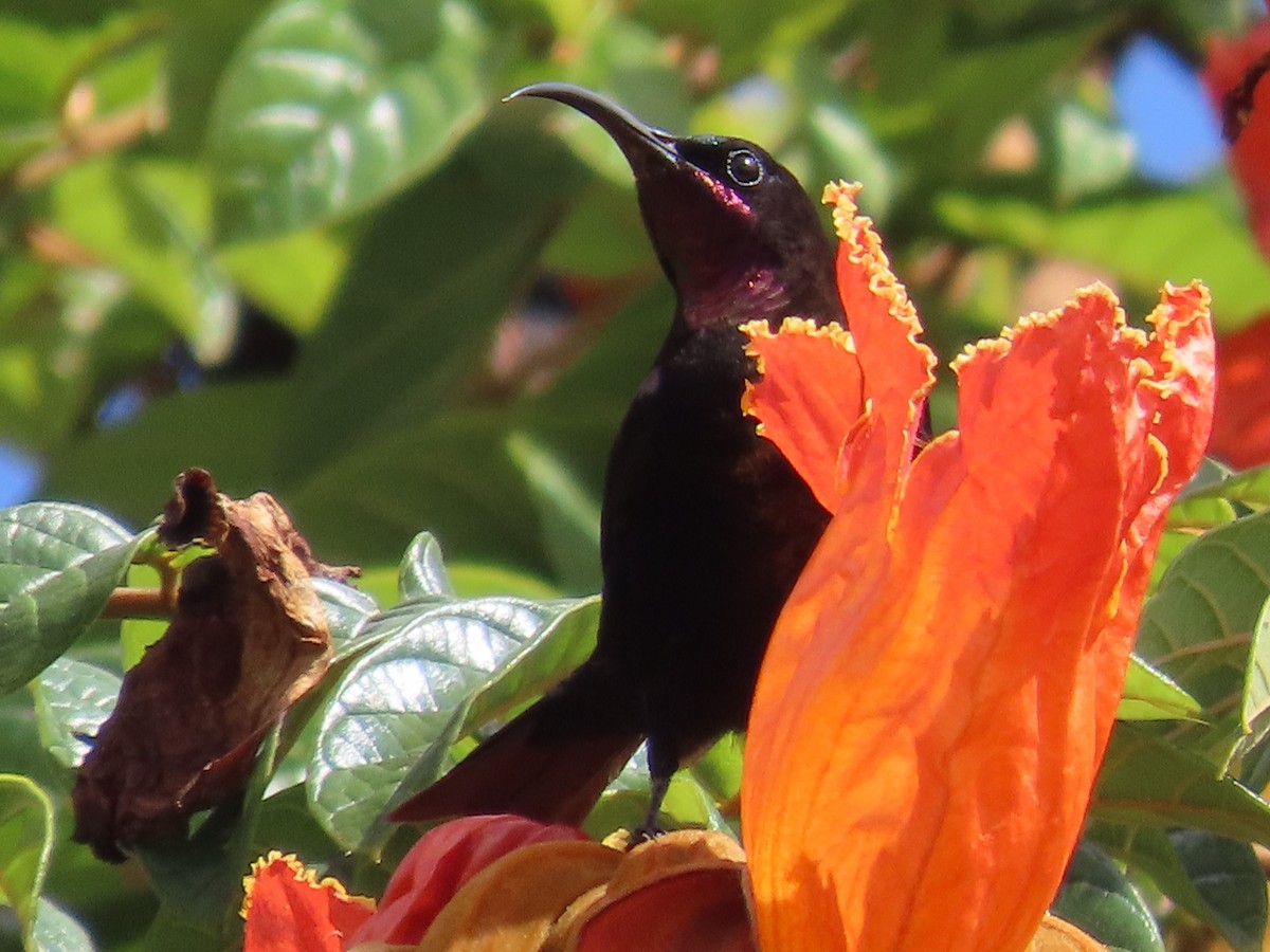 Amethyst Sunbird - ML644455420