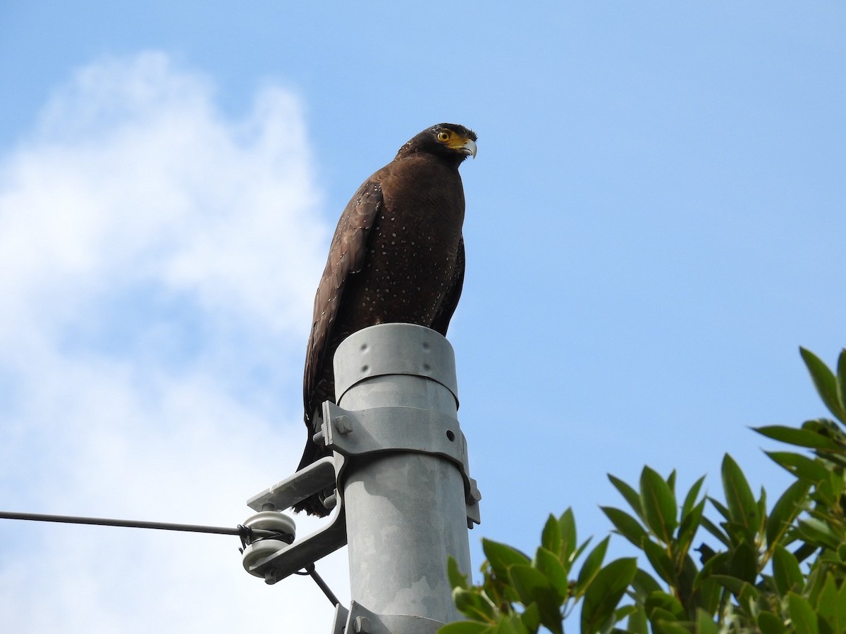 Crested Serpent-Eagle - ML644455424