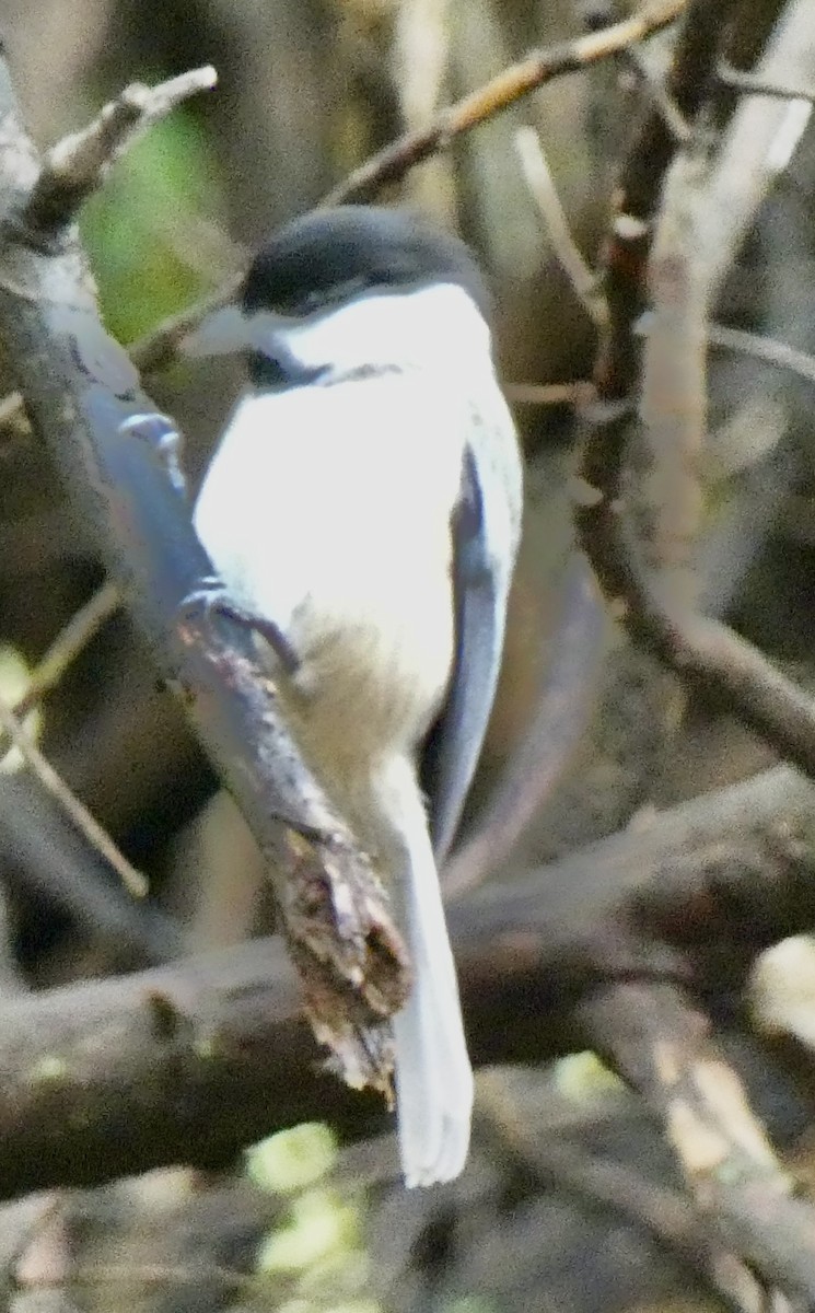 Carolina Chickadee - ML644455426