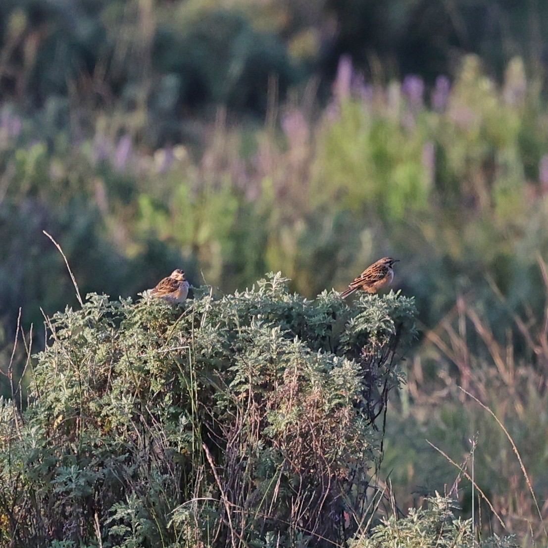 Sentinelle d'Abyssinie - ML644455427