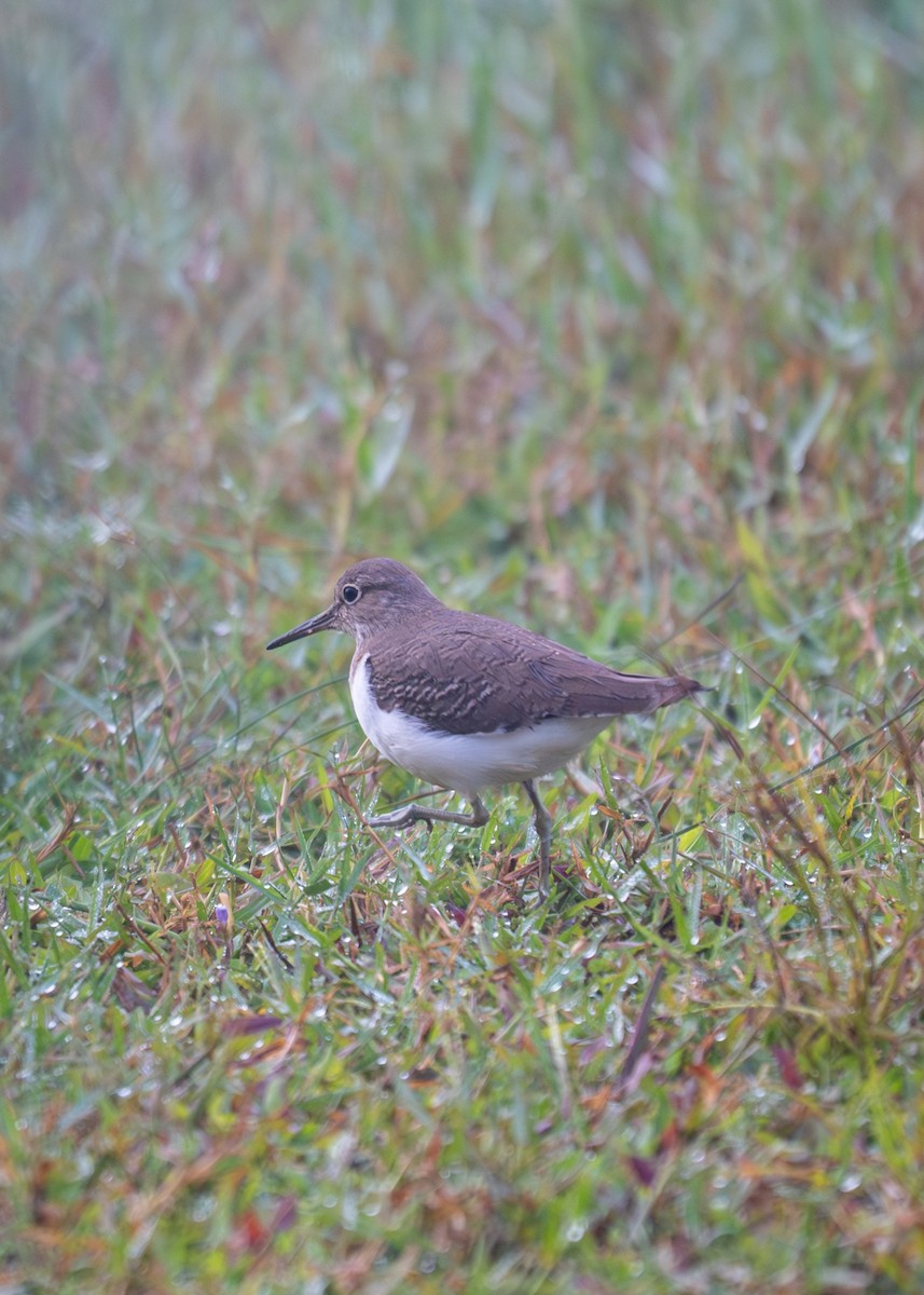 Piro piro piccolo - ML644455429