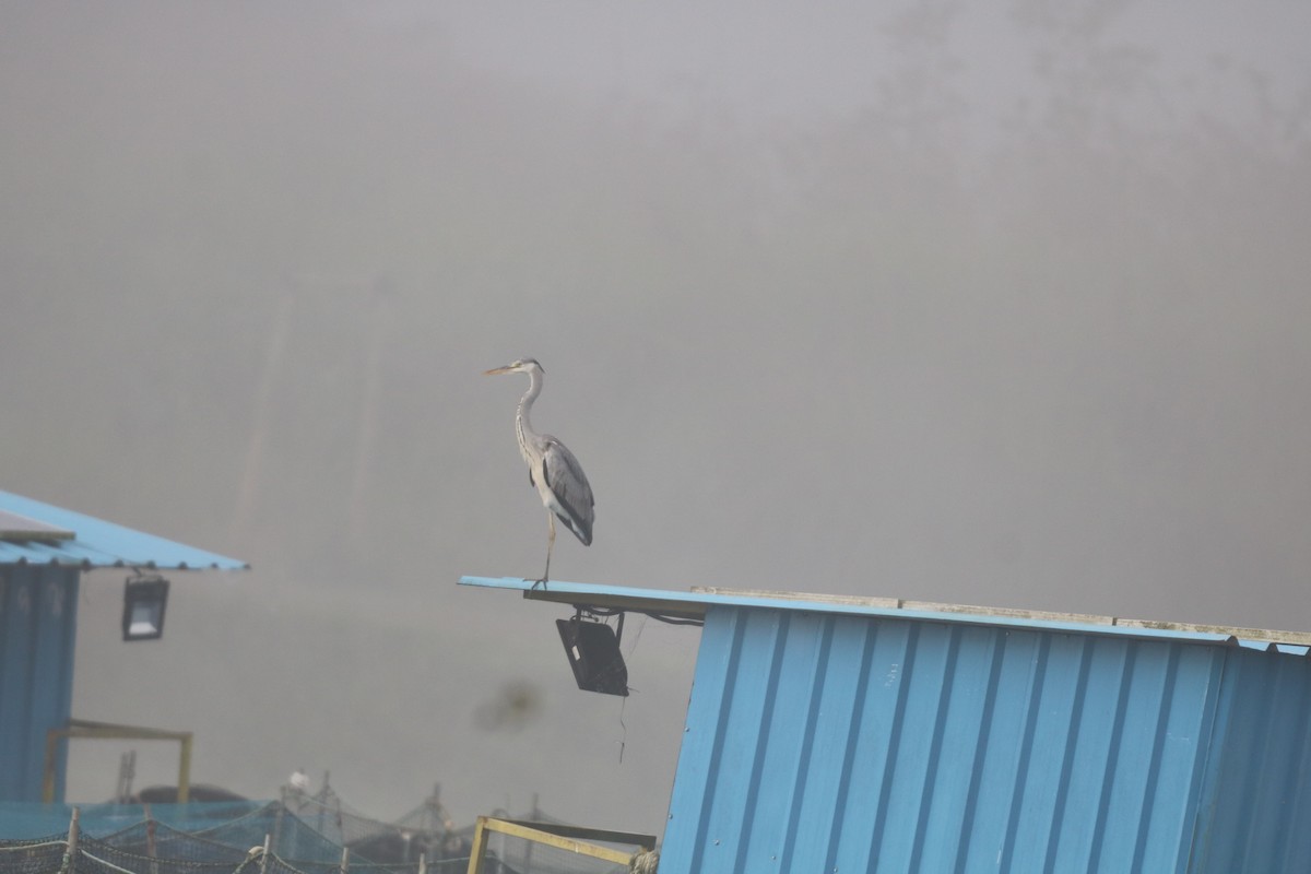 Airone cenerino - ML644455435