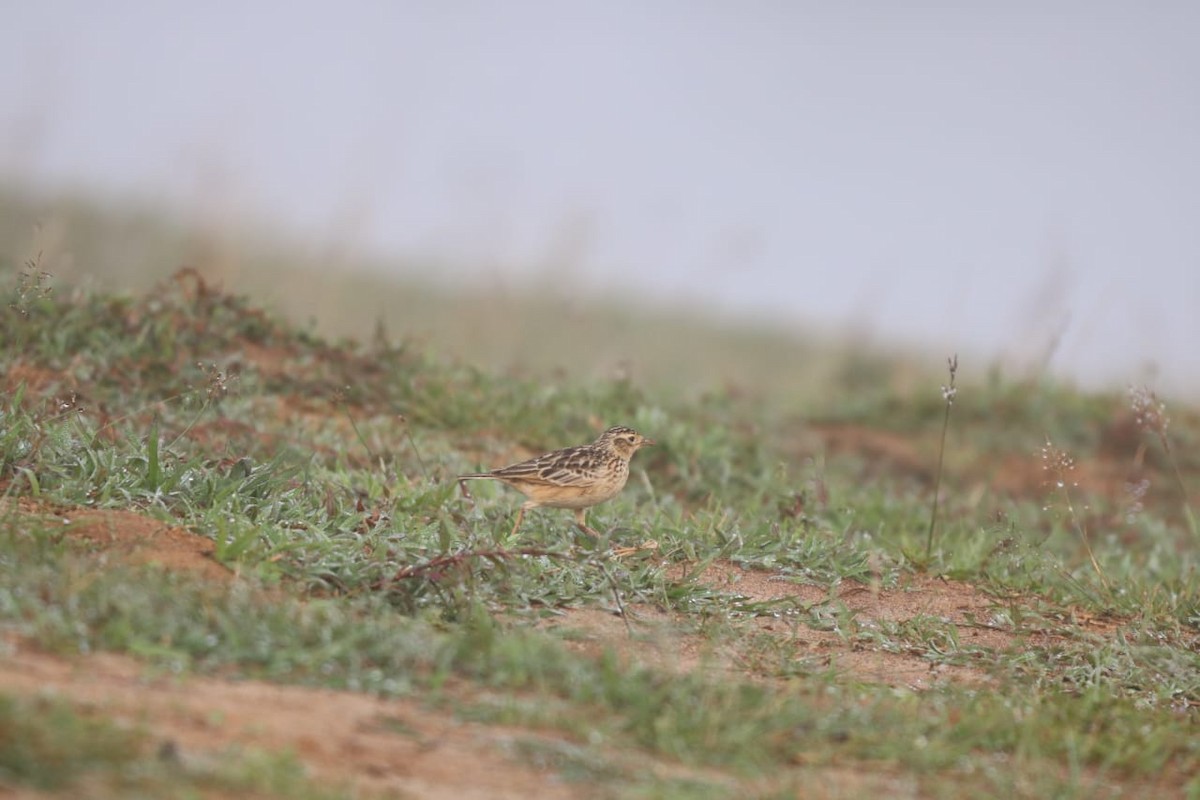 Oriental Skylark - ML644455443