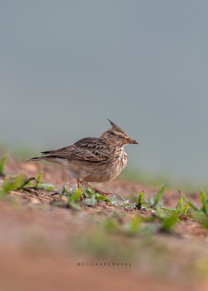 Cochevis de Malabar - ML644455444