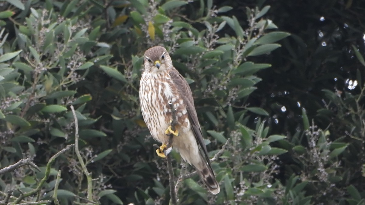 Merlin - ML644455446