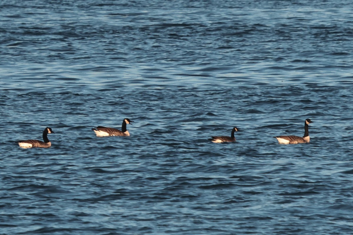 Branta kanadar handia - ML644455453