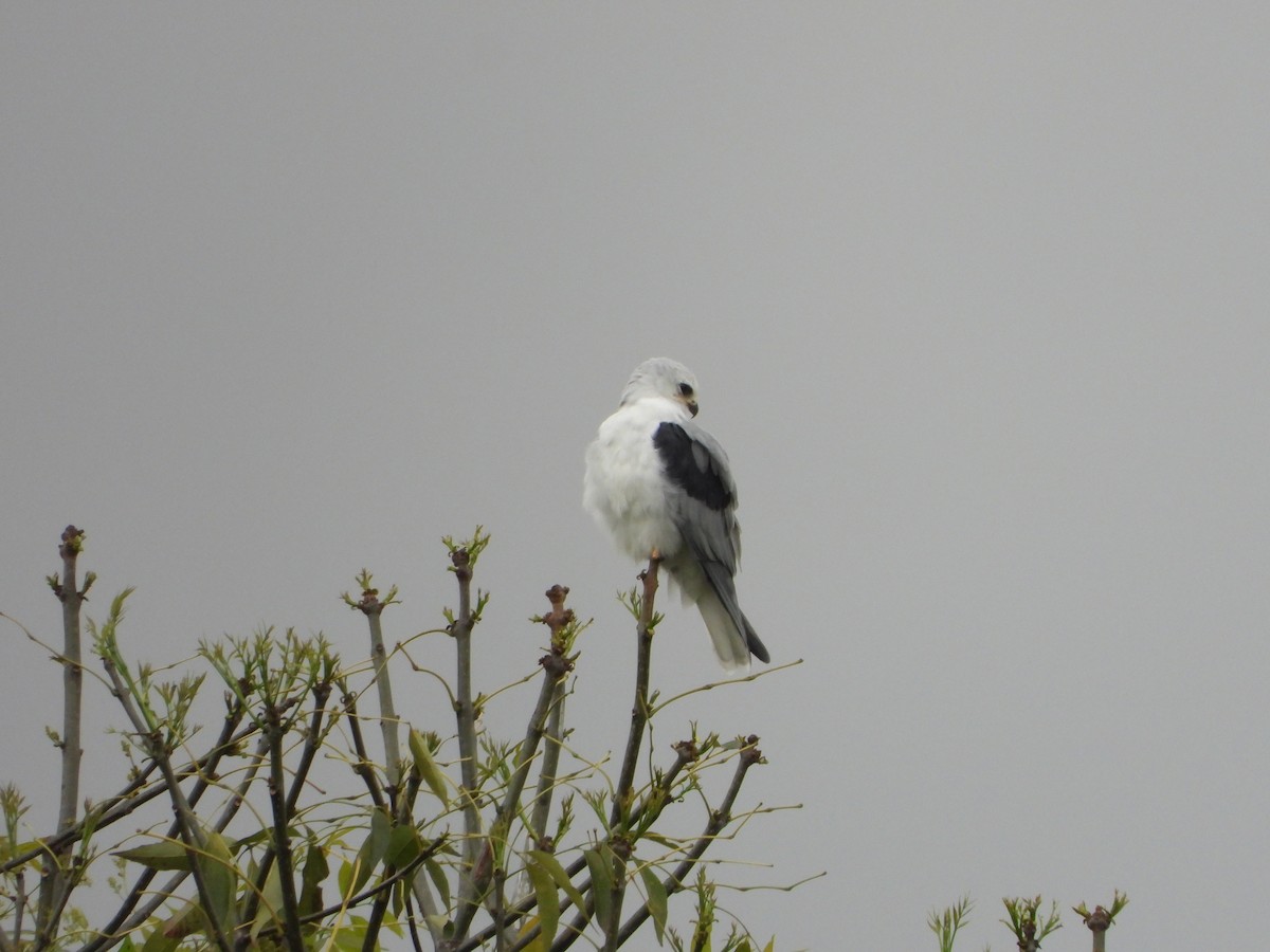 White-tailed Kite - ML644455458