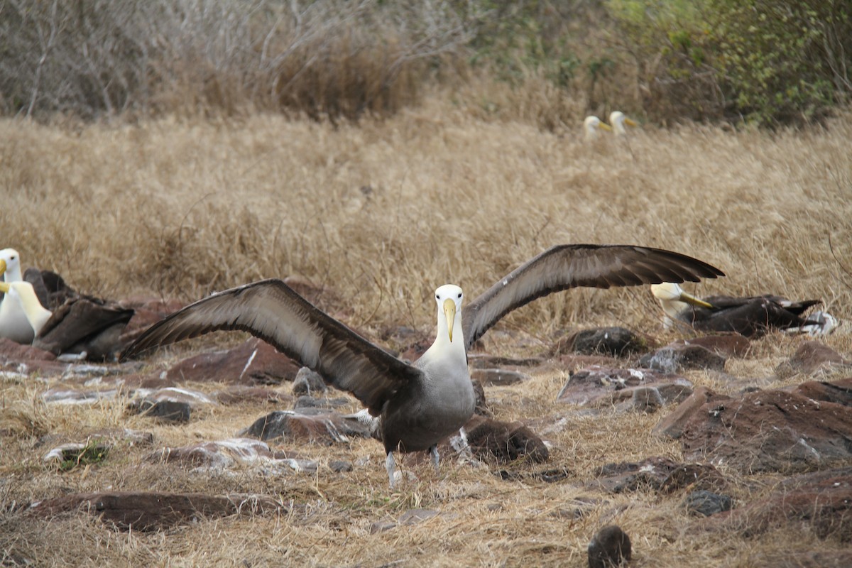 Waved Albatross - ML644455460
