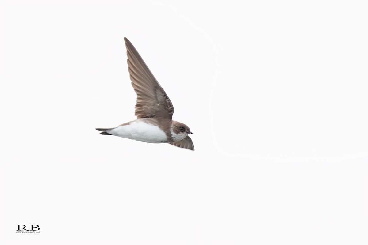 Bank Swallow - ML644455461