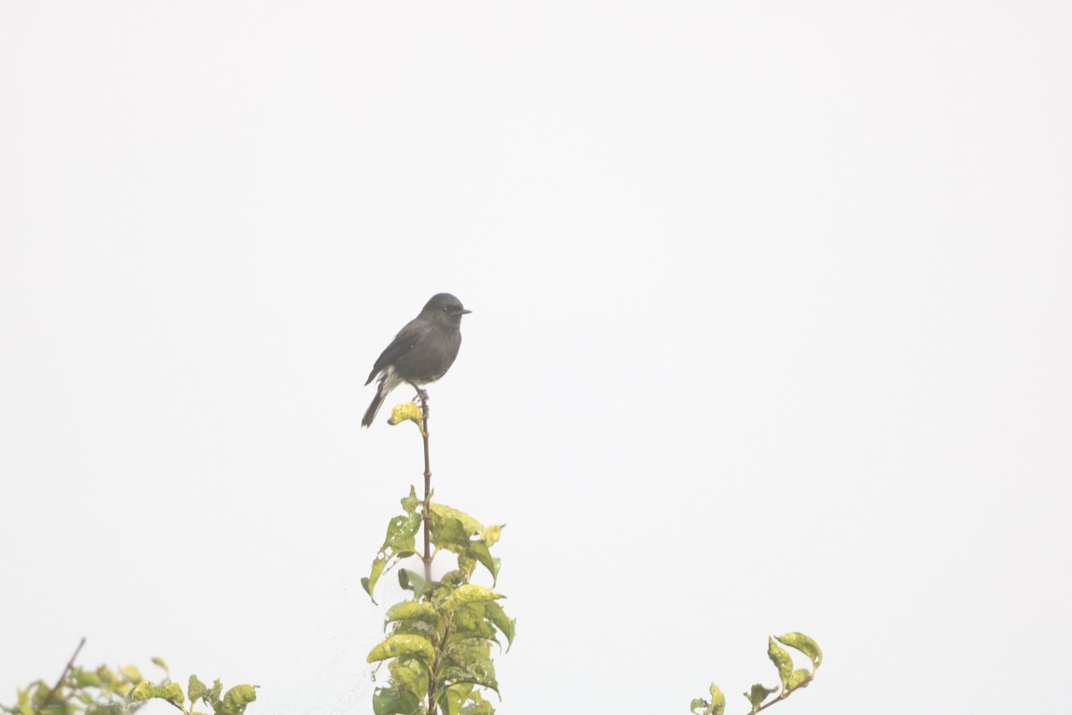 Tarier pie - ML644455463