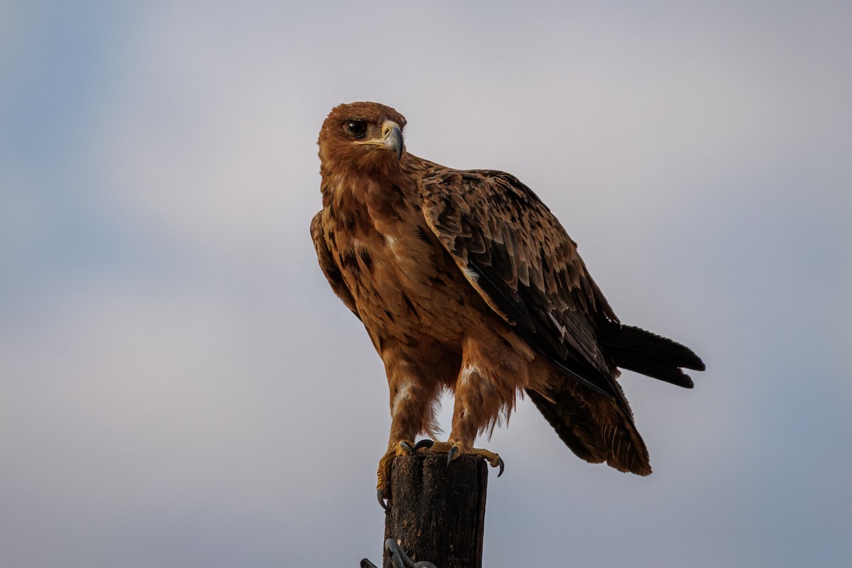Tawny Eagle - ML644455464