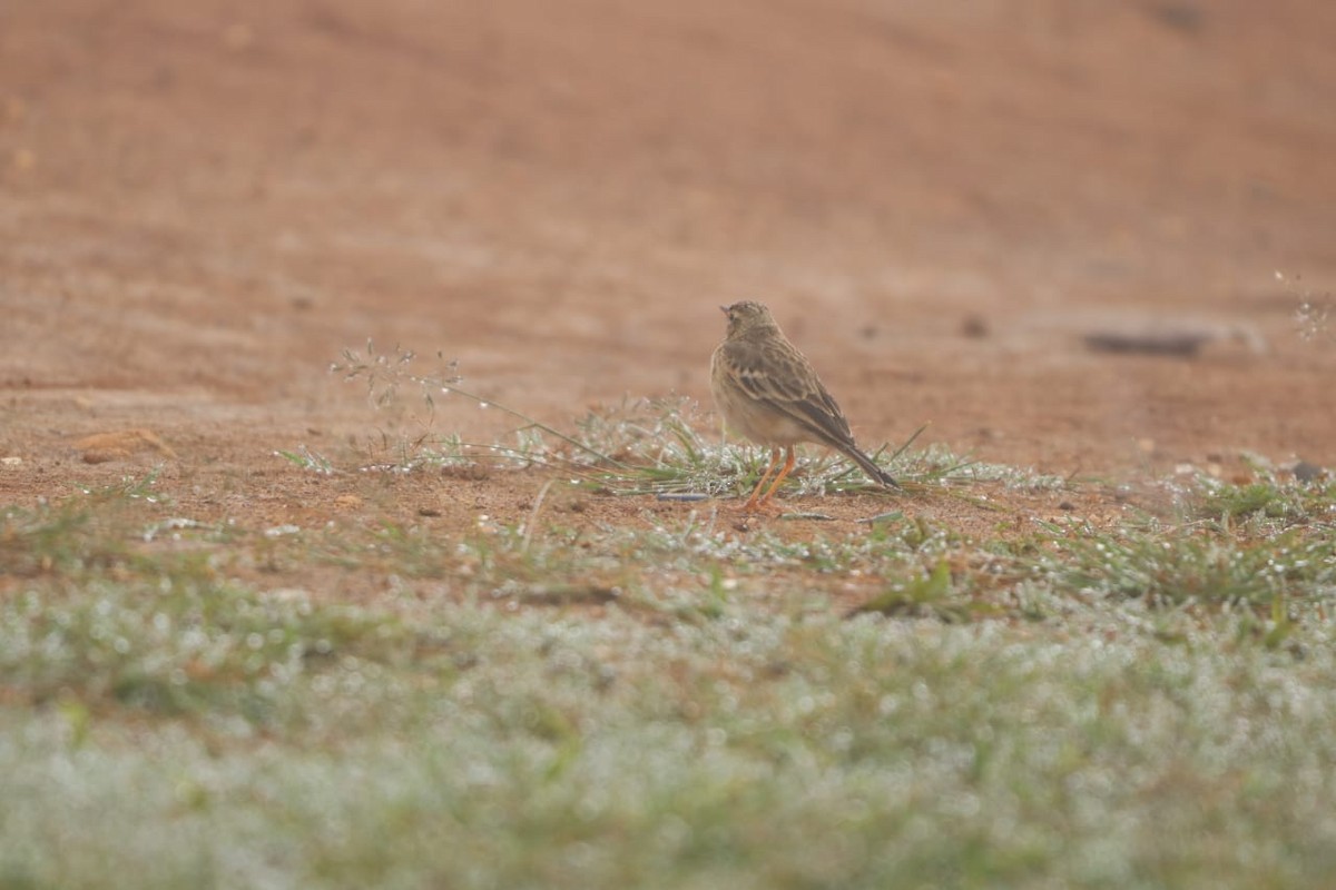 Pipit rousset - ML644455472