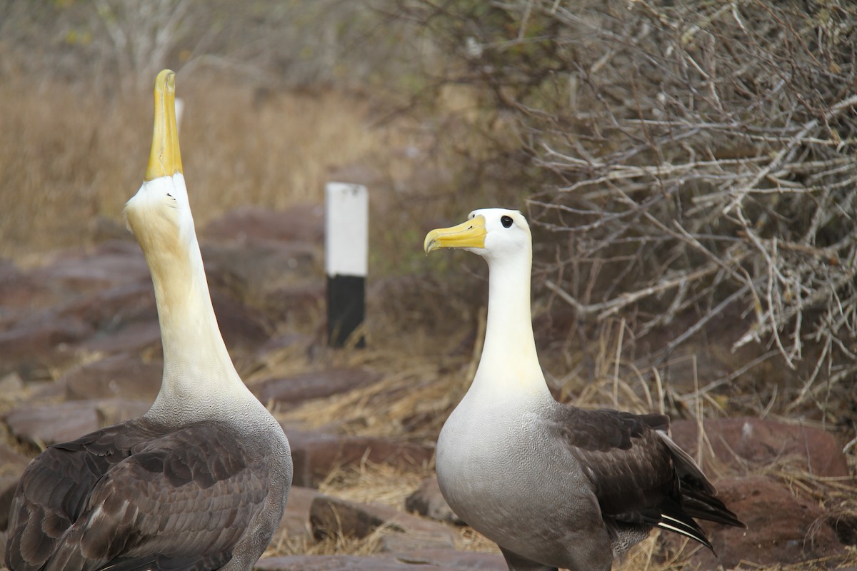 Waved Albatross - ML644455478