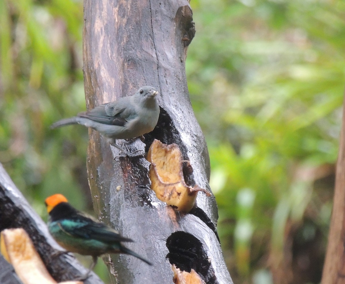 Blue-gray Tanager - ML644455484