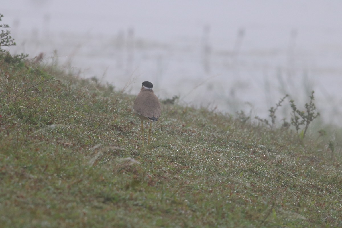 Yellow-wattled Lapwing - ML644455492