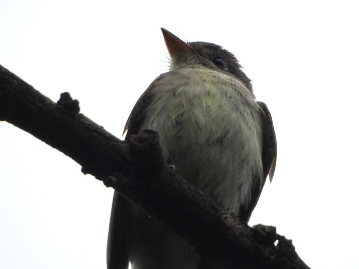 Eastern Wood-Pewee - ML644455493