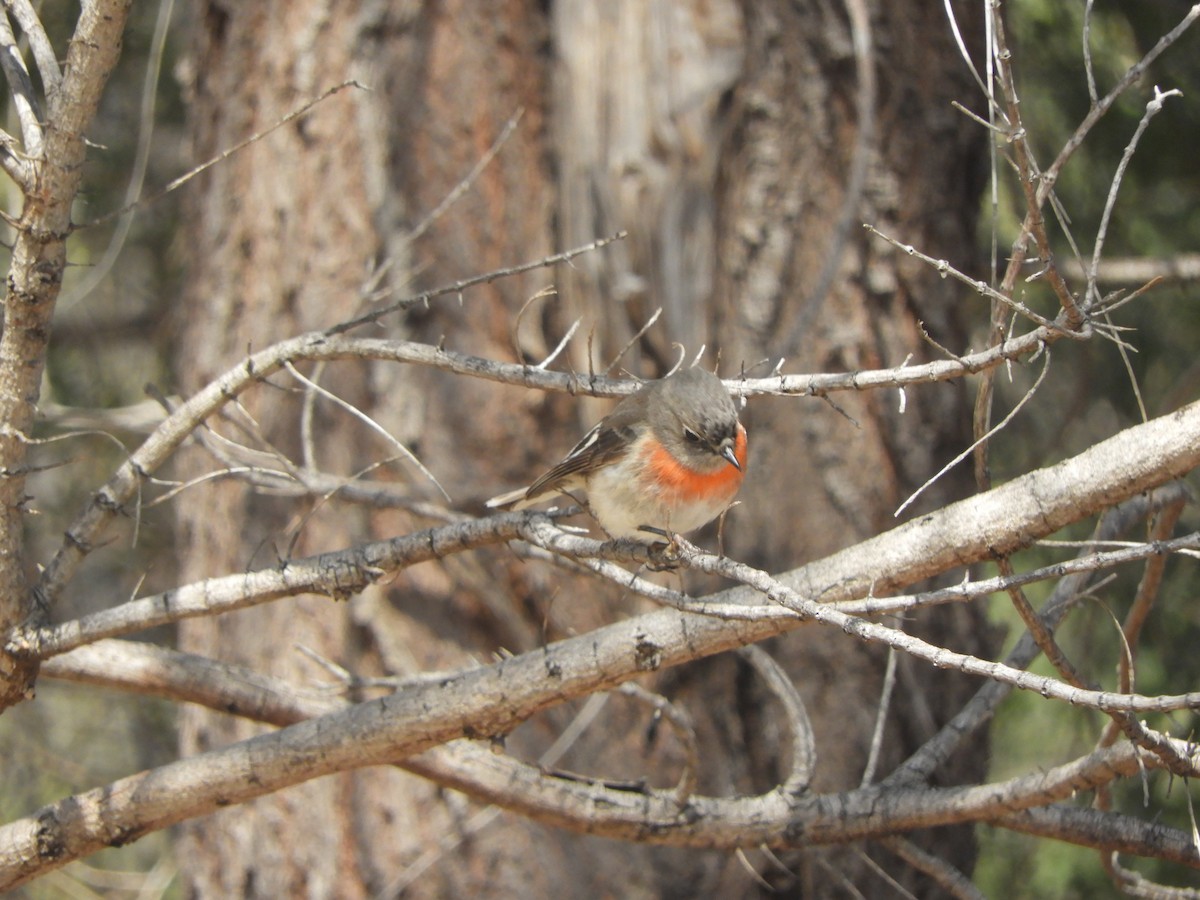 Scarlet Robin - ML644455494