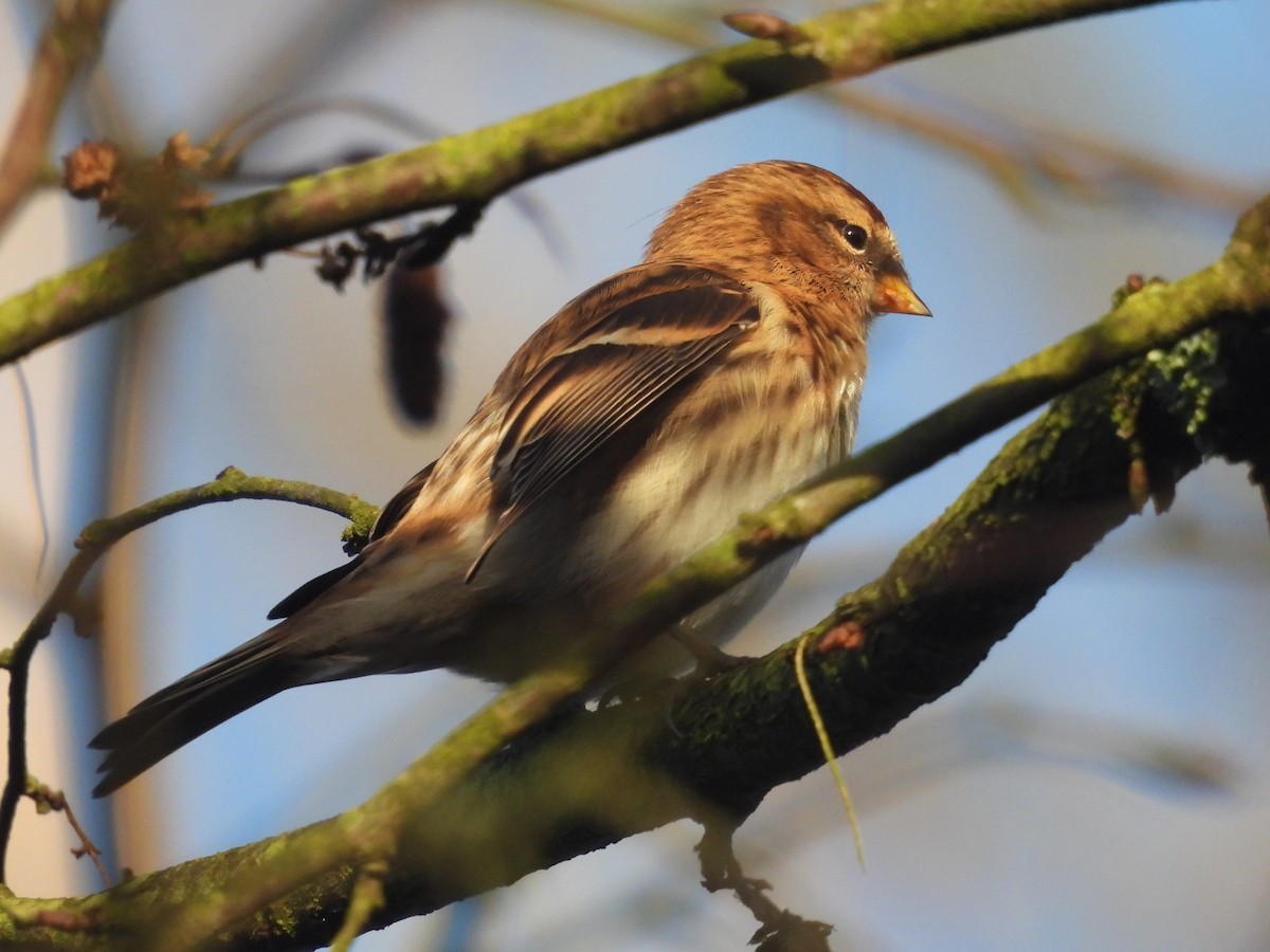 Redpoll (Lesser) - ML644455495