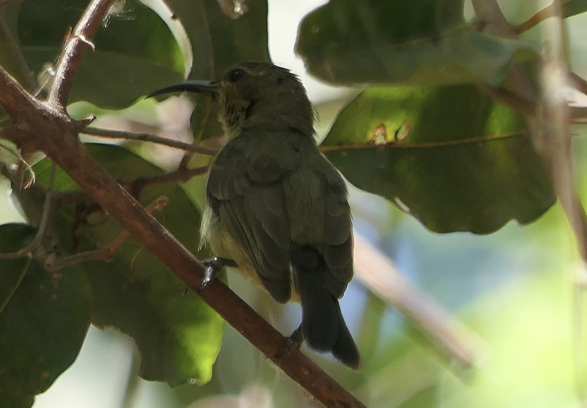 sovimangasolfugl - ML644455496