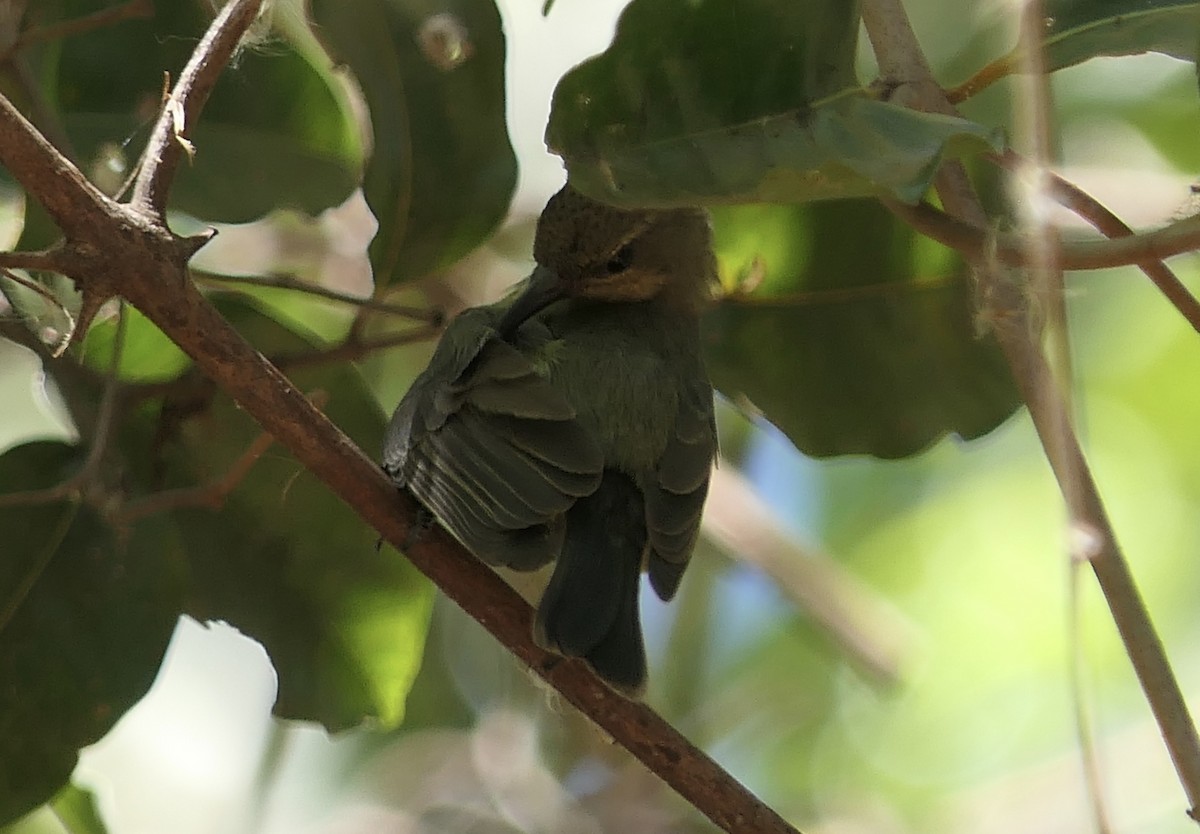 sovimangasolfugl - ML644455497