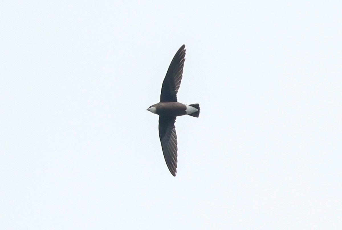 White-throated Needletail - ML644455499