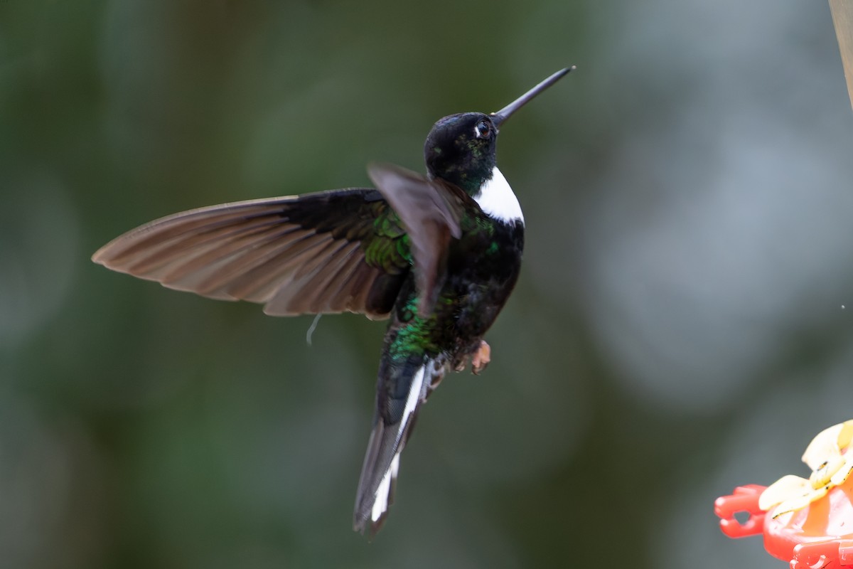 Collared Inca - ML644455502