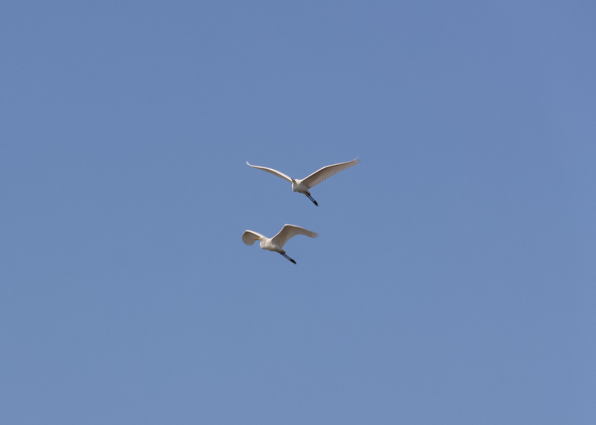 Great Egret - ML644455515