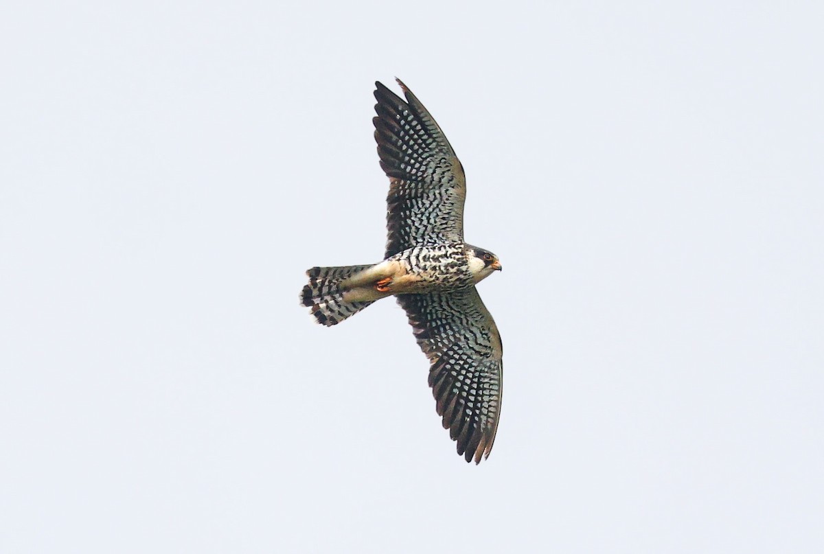 Amur Falcon - ML644455516